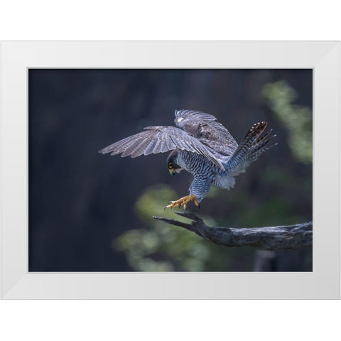 Peregrine Falcon White Modern Wood Framed Art Print by Huang, Tao