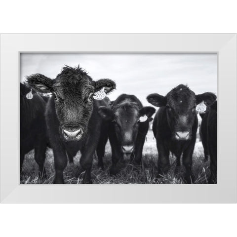 Cows White Modern Wood Framed Art Print by Tumminello, Wendy