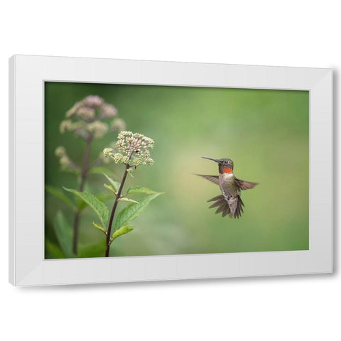 Hummingbird White Modern Wood Framed Art Print by Wang, Max