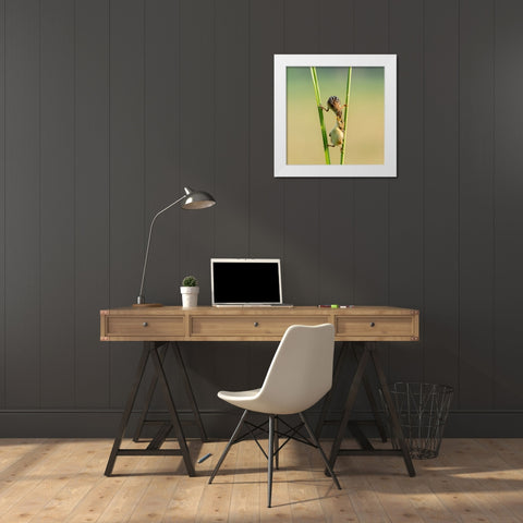 Kungfu Bird White Modern Wood Framed Art Print by Suhardjo, Lisdiyanto