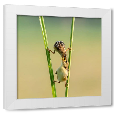 Kungfu Bird White Modern Wood Framed Art Print by Suhardjo, Lisdiyanto