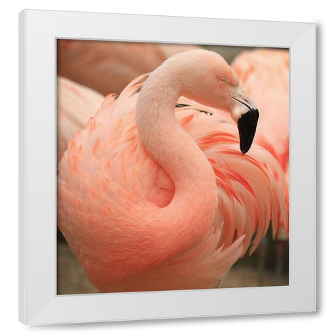 Portrait Of A Pink Flamingo White Modern Wood Framed Art Print by Wechsler, Robin