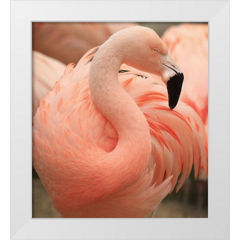 Portrait Of A Pink Flamingo White Modern Wood Framed Art Print by Wechsler, Robin
