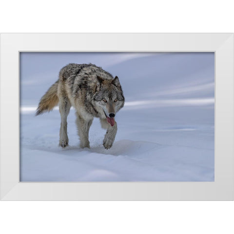 Wolf White Modern Wood Framed Art Print by Zuo, Jun