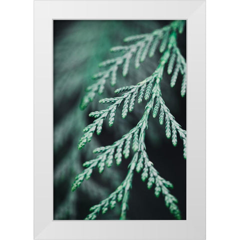 Conifer twig White Modern Wood Framed Art Print by 1x Studio III