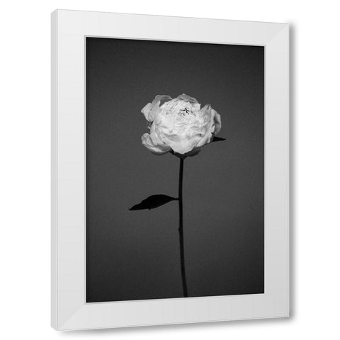 Peony White Modern Wood Framed Art Print by Frolova, Antonida