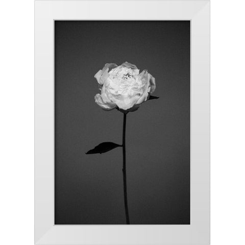 Peony White Modern Wood Framed Art Print by Frolova, Antonida