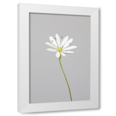 Small White Flower_1 White Modern Wood Framed Art Print by 1x Studio III