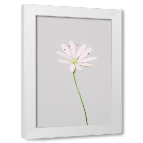 Small pink flower White Modern Wood Framed Art Print by 1x Studio III