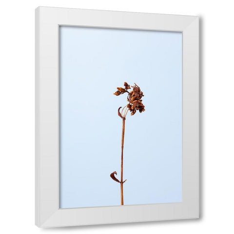 Dried brown plant_1 White Modern Wood Framed Art Print by 1x Studio III