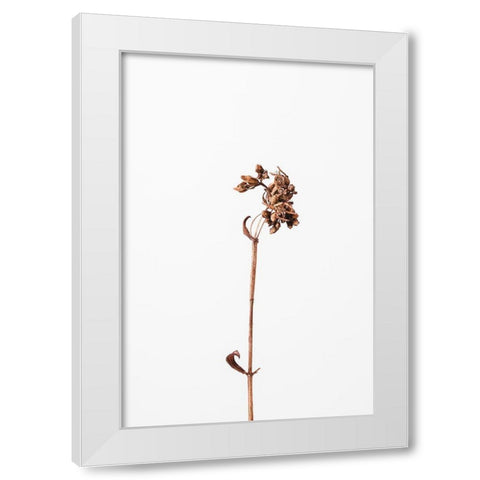Dried brown plant_2 White Modern Wood Framed Art Print by 1x Studio III