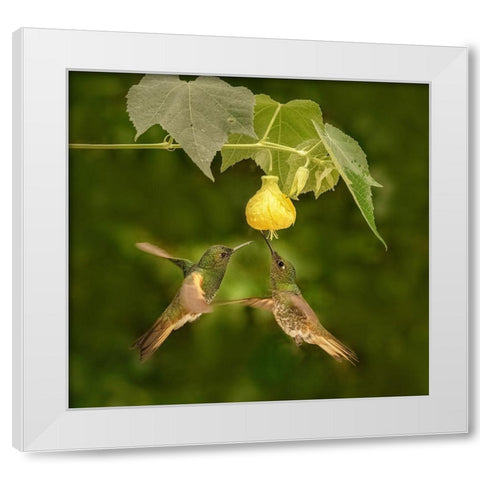 A Pair Of Buff-Tailed Coronets White Modern Wood Framed Art Print by Xu, Sheila