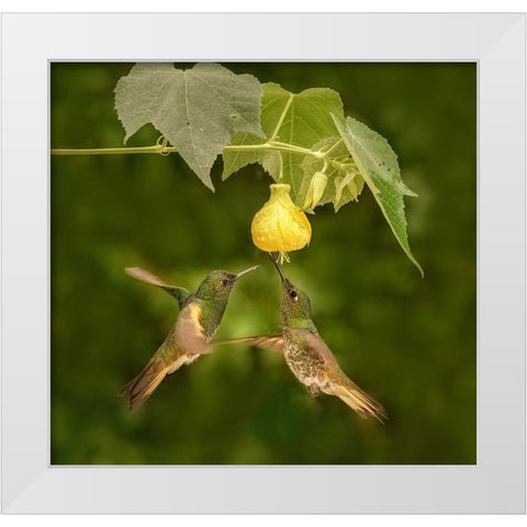 A Pair Of Buff-Tailed Coronets White Modern Wood Framed Art Print by Xu, Sheila