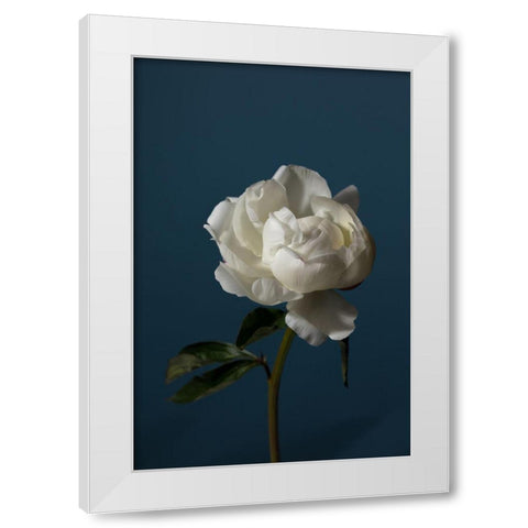 Peony_6 White Modern Wood Framed Art Print by 1x Studio III