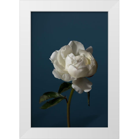 Peony_6 White Modern Wood Framed Art Print by 1x Studio III