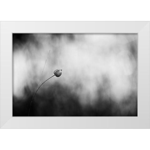 Flax After Flowering White Modern Wood Framed Art Print by Gronkjar, Lotte