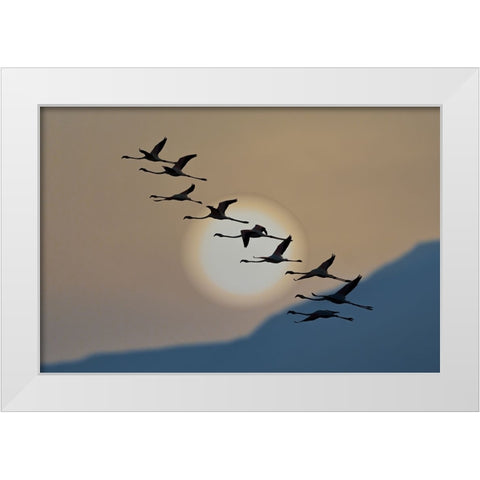 Flamingos At Sunrise White Modern Wood Framed Art Print by Bar Or, Eyal