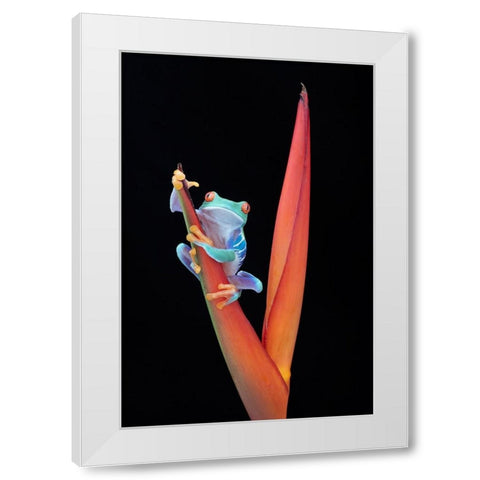 Red Eyed Tree Frog on a Tropical Flower White Modern Wood Framed Art Print by D Lester, Linda