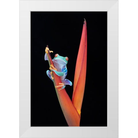 Red Eyed Tree Frog on a Tropical Flower White Modern Wood Framed Art Print by D Lester, Linda