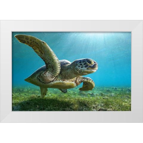 Green Turtle White Modern Wood Framed Art Print by Melesan, Serge