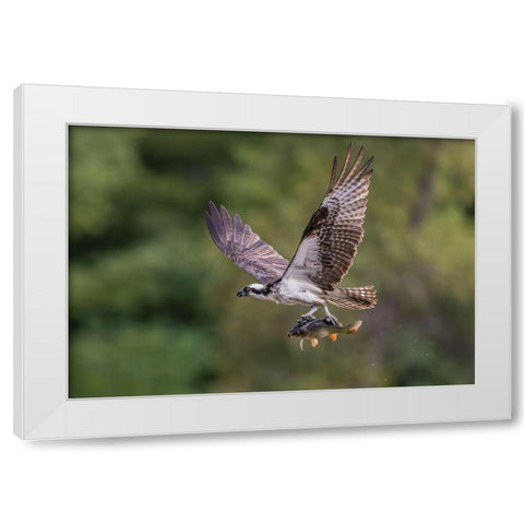 Osprey With Catch White Modern Wood Framed Art Print by Luo, Donald