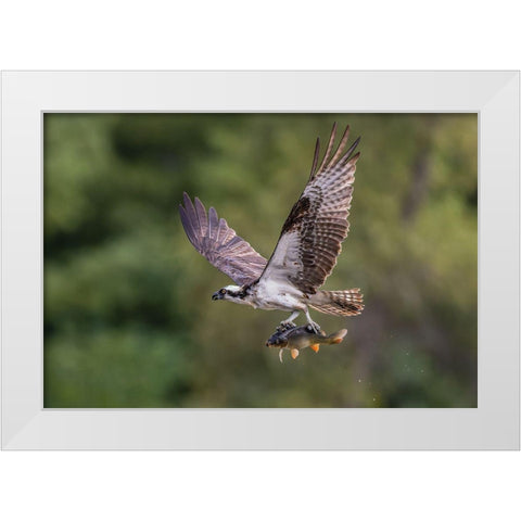 Osprey With Catch White Modern Wood Framed Art Print by Luo, Donald