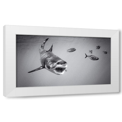 Chase Game With Great White White Modern Wood Framed Art Print by Rebro, Marcel