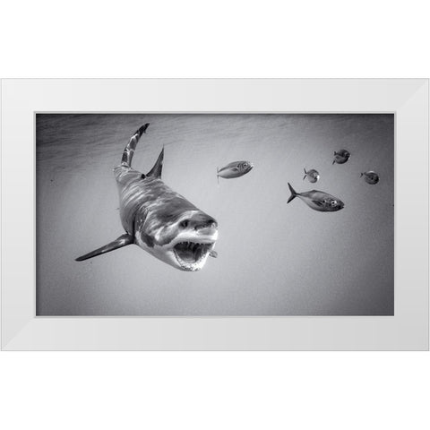 Chase Game With Great White White Modern Wood Framed Art Print by Rebro, Marcel