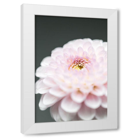 Pink Flower No1 White Modern Wood Framed Art Print by 1x Studio III