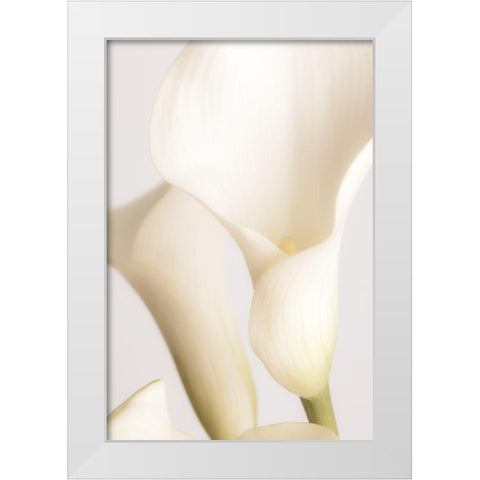 White Calla Lily No 2 White Modern Wood Framed Art Print by 1x Studio III