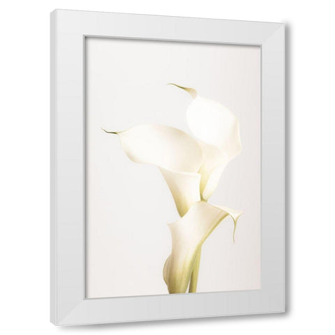 White Calla Lily No 3 White Modern Wood Framed Art Print by 1x Studio III