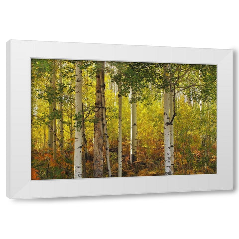 Fall Aspens White Modern Wood Framed Art Print by J. Douglas, Larry