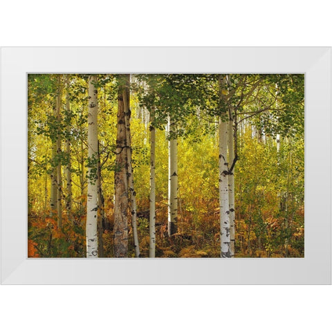 Fall Aspens White Modern Wood Framed Art Print by J. Douglas, Larry