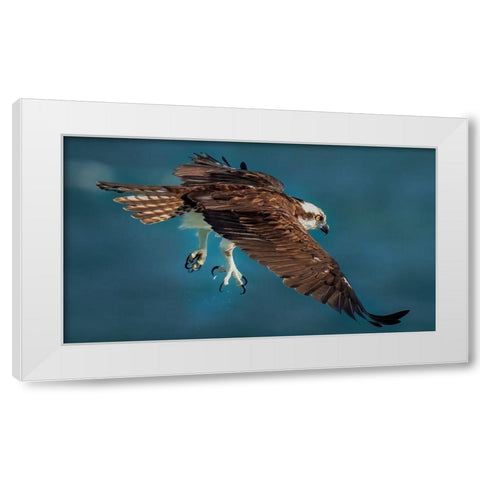 Osprey In Action White Modern Wood Framed Art Print by Xiao, Hanping