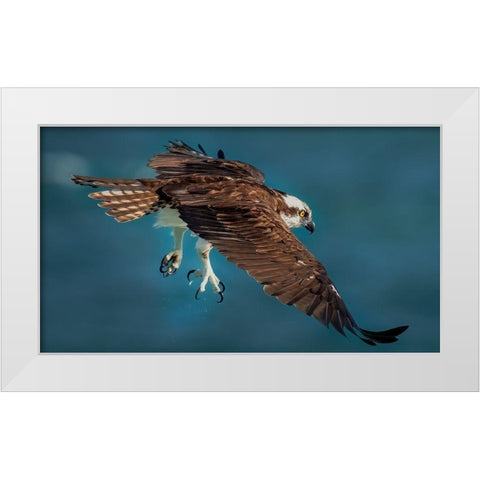 Osprey In Action White Modern Wood Framed Art Print by Xiao, Hanping