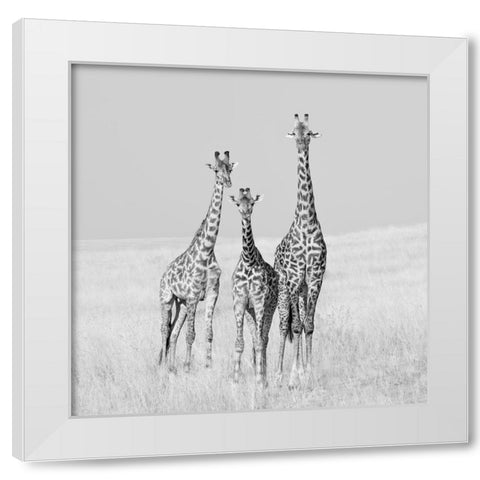 Curiosity White Modern Wood Framed Art Print by Cai, James
