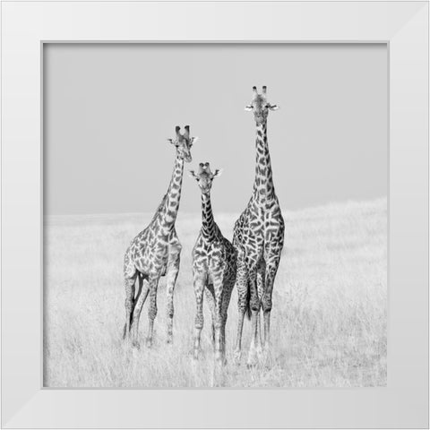 Curiosity White Modern Wood Framed Art Print by Cai, James