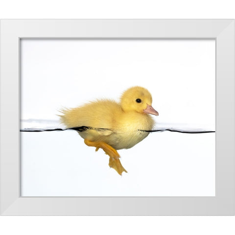 Patito amarillo White Modern Wood Framed Art Print by Isarpl