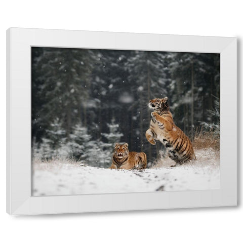 It Is Snowing White Modern Wood Framed Art Print by Firesova, Michaela