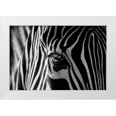Abstract Zebra White Modern Wood Framed Art Print by Darnell, Roy