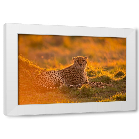 Into the golden light White Modern Wood Framed Art Print by Pozzi, Marco