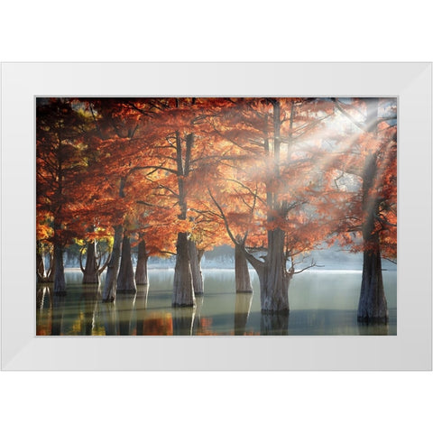 Sunny Cypress Trees White Modern Wood Framed Art Print by Nesvetaylov, Dmitry