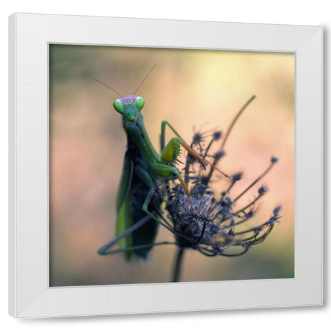 Praying Mantis White Modern Wood Framed Art Print by Hoffman, Jimmy