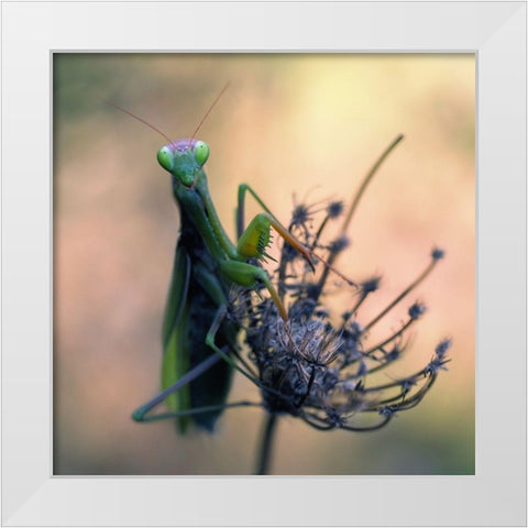 Praying Mantis White Modern Wood Framed Art Print by Hoffman, Jimmy