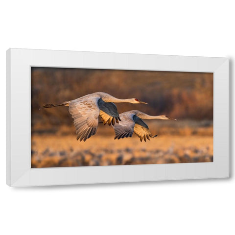 Love Birds White Modern Wood Framed Art Print by Fan, John