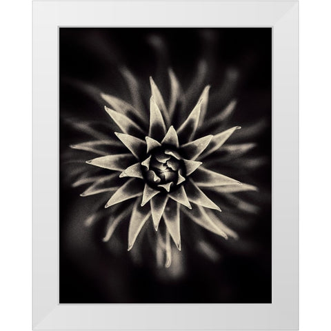 Star. White Modern Wood Framed Art Print by Salem, Saad