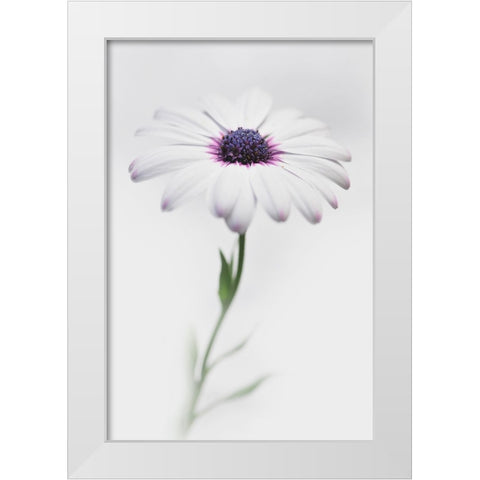 In My Garden_3 White Modern Wood Framed Art Print by Grambone, Antonio