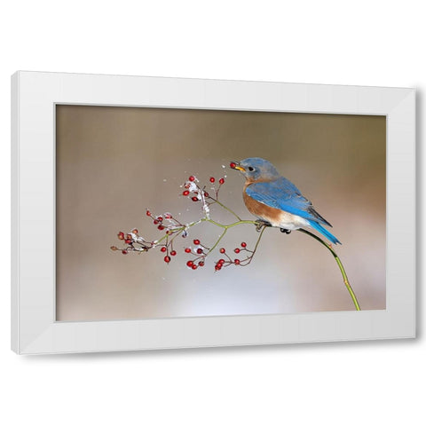 Blue bird in winter White Modern Wood Framed Art Print by Chen, Jia