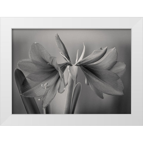 Elegance White Modern Wood Framed Art Print by Rauwerdink, Jan