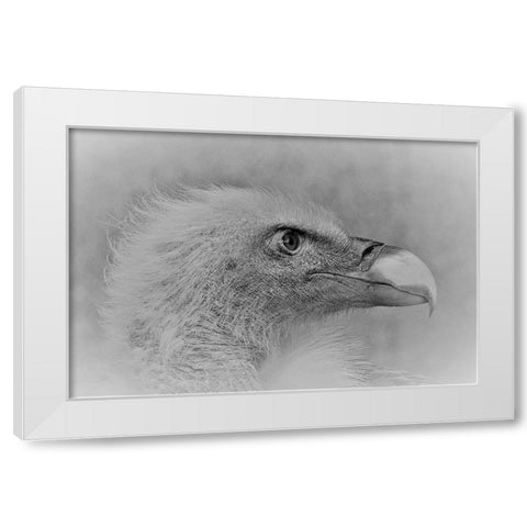 Bald Eagle White Modern Wood Framed Art Print by Andreescu, Cristian